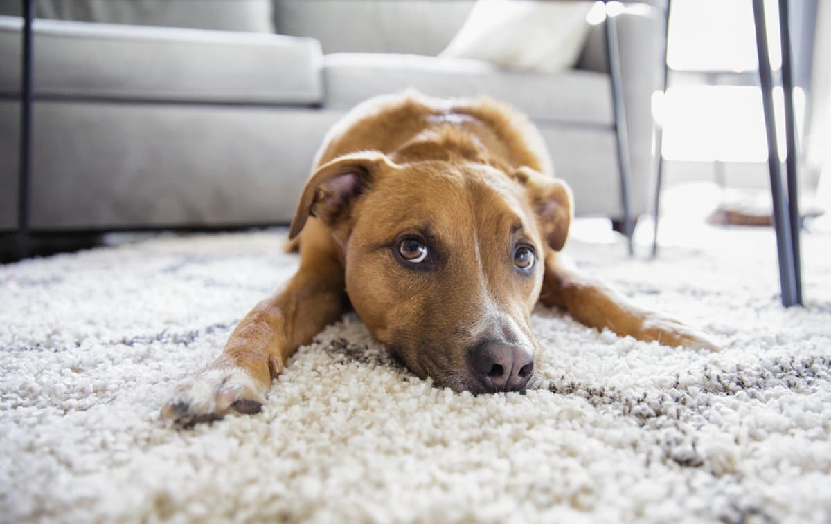 Carpet Cleaning and Pet Stain & Odor Removal in Forest Acres, SC for a Fresher Home